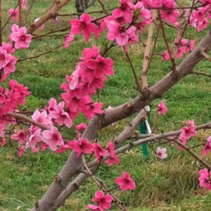 Johnsons Home & Garden - Peach Trees in bloom