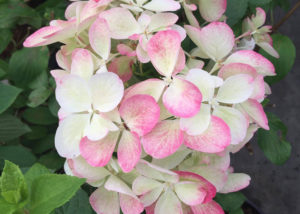 Hydrangea-Diamond-Rouge at Johnsons Home & Garden