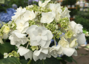 Hydrangea-wedding-gown at Johnsons Home & Garden